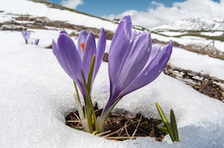 Crocus bursting through melting snow, a wide angle macro subject on our photo workshop to Abruzzo